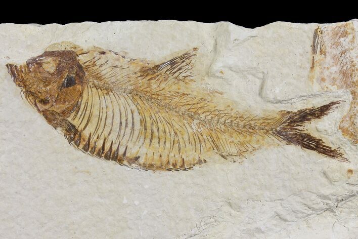 Diplomystus Fossil Fish - Wyoming #103965